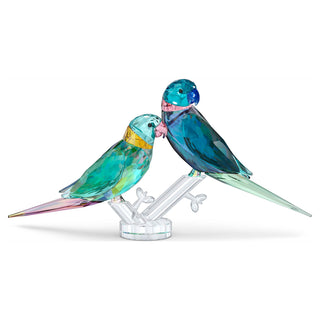Jungle Beats Parakeet Couple Fife & Fifer