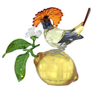 Idyllia Royal Flycatcher