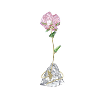 Florere Rose