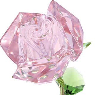 Florere Rose