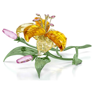 Florere Lily, Large