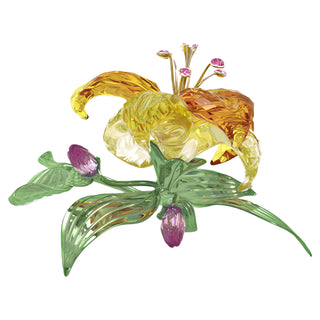 Florere Lily, Large