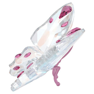 Idyllia Butterfly, Small