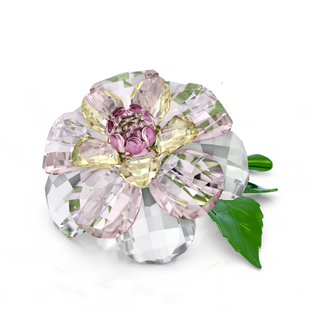 Florere Camellia