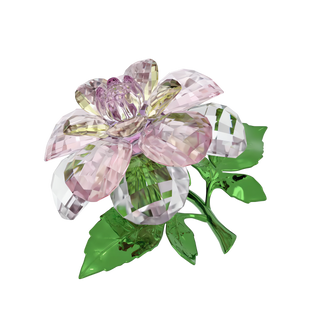 Florere Camellia