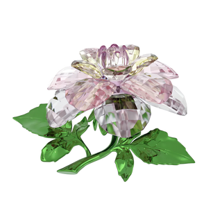 Florere Camellia