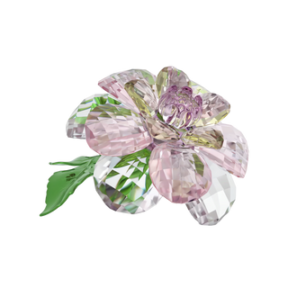 Florere Camellia
