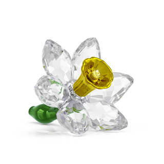 Florere Daffodil