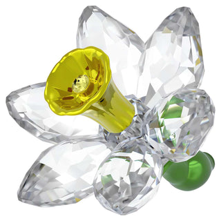 Florere Daffodil