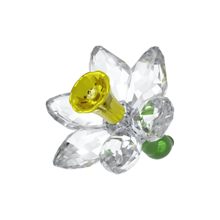 Florere Daffodil