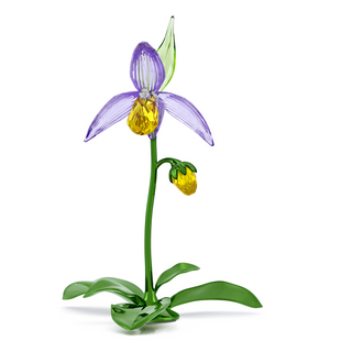 Florere Lady Slipper Orchid